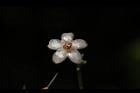 小葉樹杞-花16.JPG