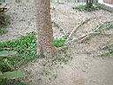 小葉欖仁-頭1.JPG