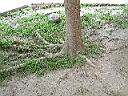 小葉欖仁-頭2.JPG