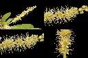 小葉欖仁樹-花1.jpg