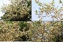 小葉欖仁樹-花序1.jpg