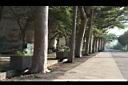 小葉欖仁樹-莖01.JPG