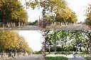 小葉欖仁樹1.jpg