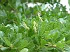 小葉欖仁樹-花15.JPG