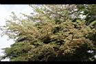 小葉欖仁樹-花序08.JPG