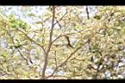 小葉欖仁樹-花序09.JPG