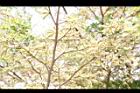 小葉欖仁樹-花序10.JPG