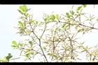 小葉欖仁樹-花序11.JPG