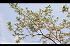 小葉欖仁樹-花序13.JPG