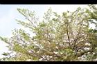 小葉欖仁樹-花序14.JPG