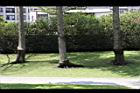 小葉欖仁樹-莖04.JPG