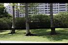 小葉欖仁樹-莖06.JPG