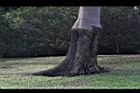 小葉欖仁樹-莖27.JPG