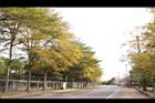 小葉欖仁樹19.JPG