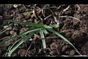 小葉百喜草-葉0.jpg