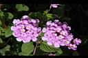 小葉馬纓丹-花08.jpg