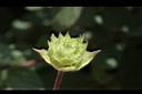小葉馬纓丹-花苞0.jpg