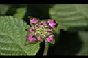 小葉馬纓丹-花苞1.jpg