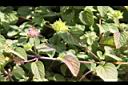小葉馬纓丹-花苞3.jpg
