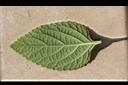 小葉馬纓丹-葉背2.jpg