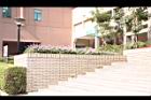 小葉馬纓丹-景3.jpg