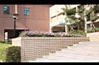 小葉馬纓丹-景4.jpg