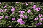 小葉馬纓丹-花01.jpg