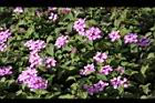 小葉馬纓丹-花02.jpg
