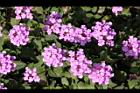 小葉馬纓丹-花03.jpg