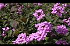 小葉馬纓丹-花05.jpg