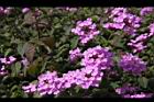 小葉馬纓丹-花06.jpg