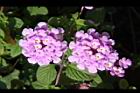 小葉馬纓丹-花07.jpg