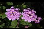 小葉馬纓丹-花09.jpg