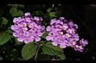 小葉馬纓丹-花10.jpg