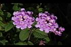 小葉馬纓丹-花11.jpg