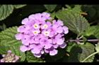 小葉馬纓丹-花13.jpg