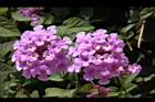 小葉馬纓丹-花15.jpg
