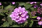 小葉馬纓丹-花16.jpg