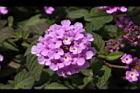 小葉馬纓丹-花17.jpg