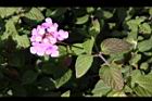 小葉馬纓丹-花31.jpg