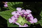 小葉馬纓丹-花筒1.jpg