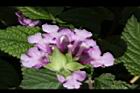 小葉馬纓丹-花筒2.jpg