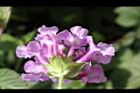小葉馬纓丹-花筒6.jpg