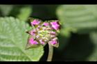 小葉馬纓丹-花苞2.jpg