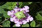 小葉馬纓丹-花萼0.jpg