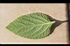小葉馬纓丹-葉背0.jpg