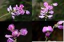 小葉魚藤-花.jpg