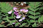 小葉魚藤-花03.JPG