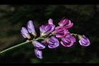 小葉魚藤-花07.JPG
