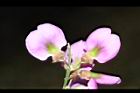 小葉魚藤-花12.JPG